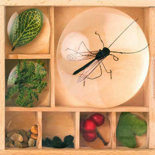 Bugs/Entomology