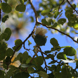 Aspen Leaf Sprite