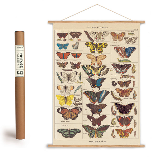 Natural History Butterfly Poster