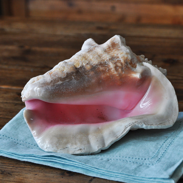 Conch Shell