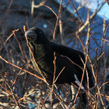 The Hansa Plush American Crow, is true to life.  The American Crow (Corvus brachyrhynchos) is a large passerine bird species of the family Corvidae. It is a common bird found throughout much of North America. 