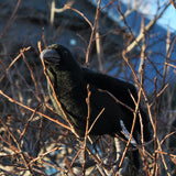 The Hansa Plush American Crow, is true to life.  The American Crow (Corvus brachyrhynchos) is a large passerine bird species of the family Corvidae. It is a common bird found throughout much of North America.