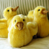 Yellow Duckling