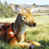 Hansa Fawn