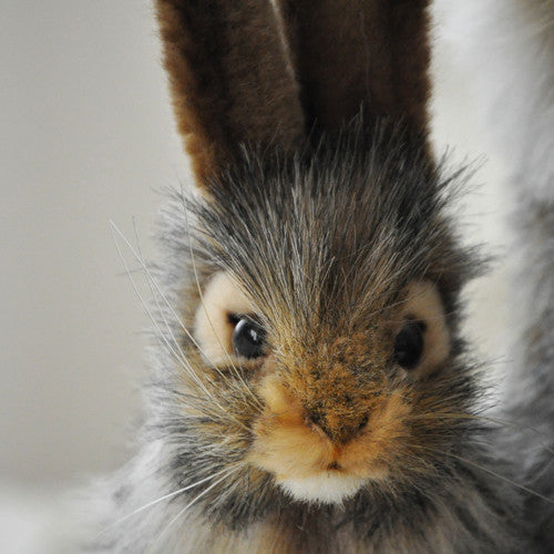 Bring a little nature inside with this lifelike plushBlack Tail Jackrabbit. A common jackrabbit of grasslands and open areas of the western United States; it has large black-tipped ears, a black streak on the tail, and would love to make its way into your child's heart! Individually hand crafted, true to life animal.