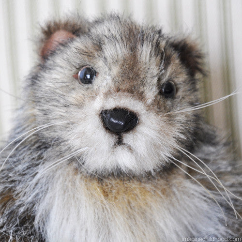 Groundhog Adolescent