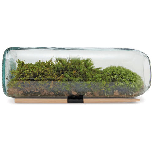 Eco-Friendly Terrarium Kit