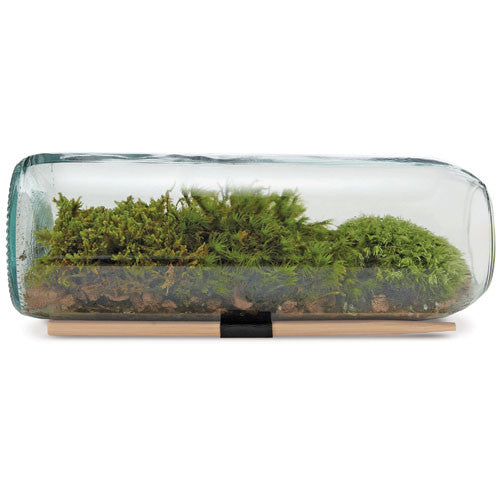 Eco-Friendly Terrarium Kit Kit, Moss Terrarium