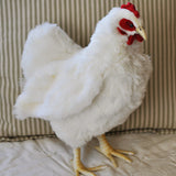 Hen