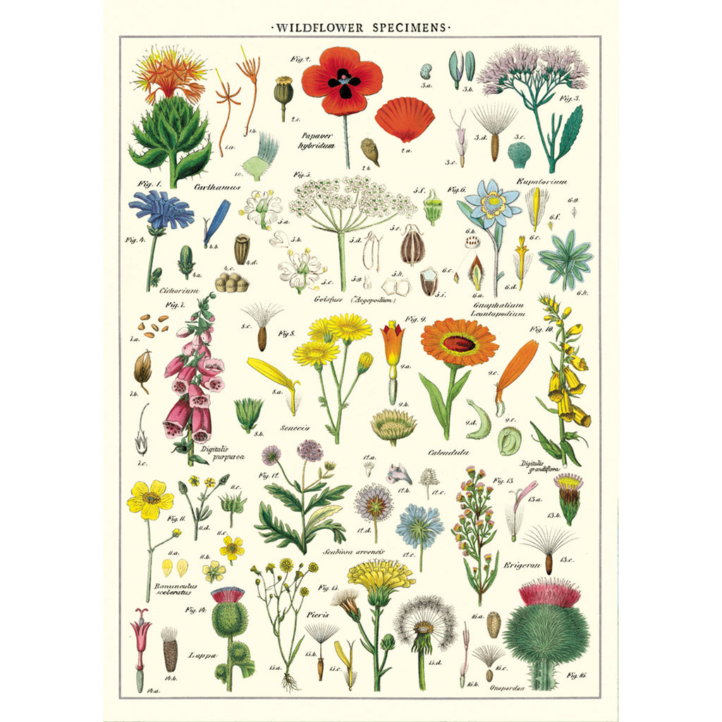 Wildflower Poster