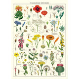 Wildflower Poster