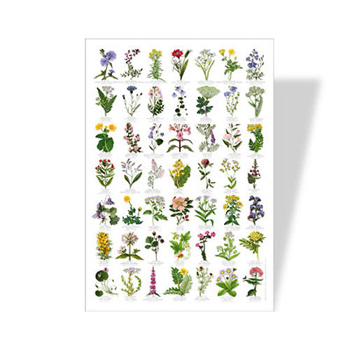 Wildflowers Poster