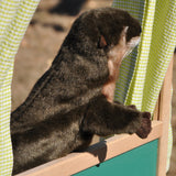 Rolling, wrestling, belly flopping and somersaulting! Join in the river fun with this sweet and cuddly little otter. This amazing Otter Hand Puppet is ready to share his story with your help! Individually hand crafted, true to life.