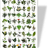 Nature Cards