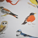 Backyard Birds: An Urban Birdwatching Logbook with Stickers