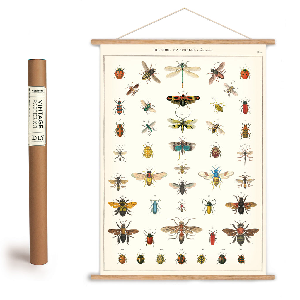 An attractive addition to classrooms and for those who are homeschooling and starting the academic work of Entomology, the study of insects.