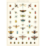 An attractive addition to classrooms and for those who are homeschooling and starting the academic work of Entomology, the study of insects.