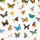 Match the upper sides and undersides of the wings of 25 species of butterfly from around the world in this beautifully illustrated matching game. With all kinds of stunning species—from the painted lady to the purple emperor—this fun and educational game is an ideal gift that will appeal to nature lovers everywhere.