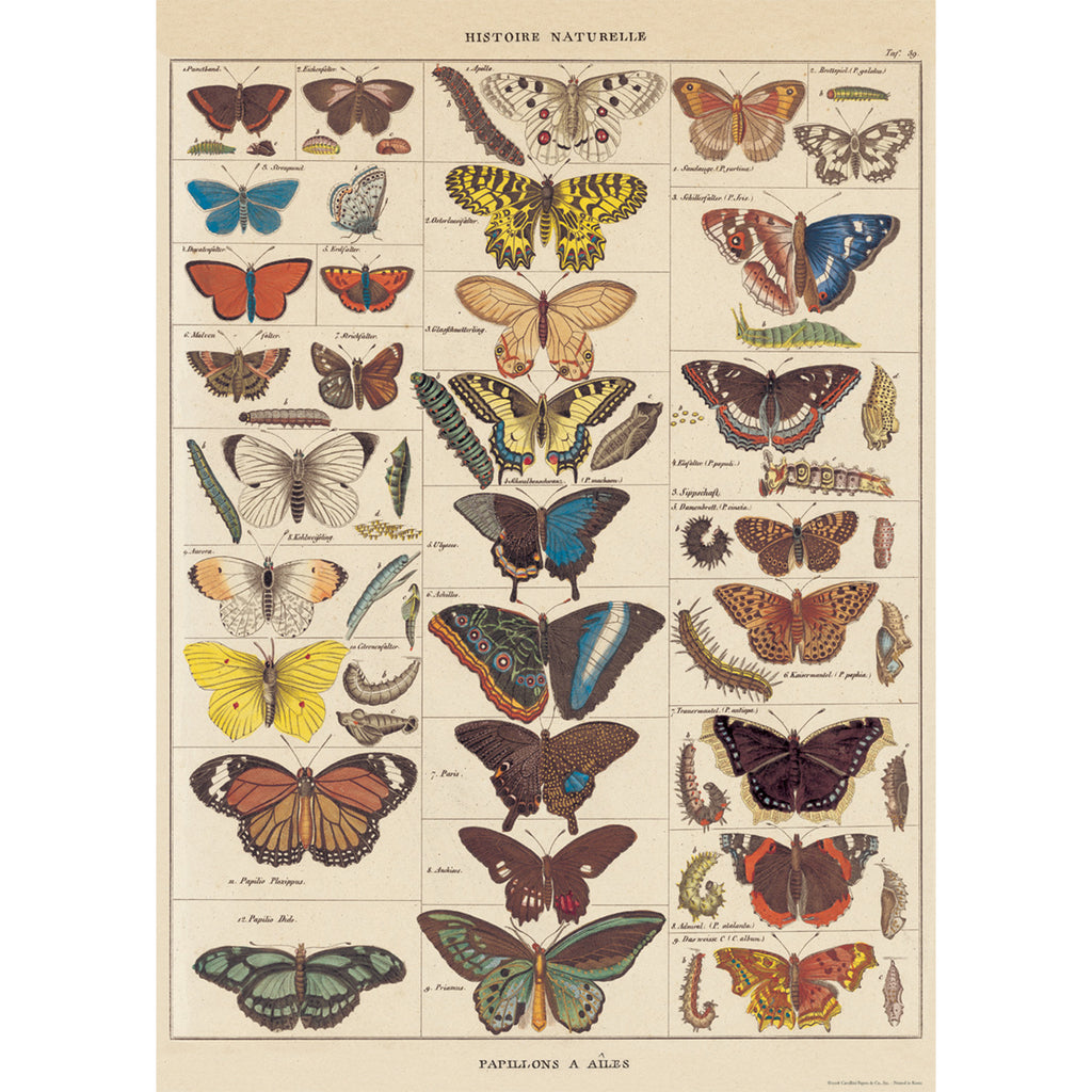 Natural History Butterfly Poster