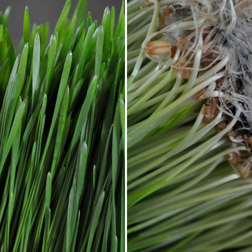 Organic Spring Grass Growing Kit