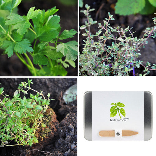 Organic Culinary Herb Garden Kit