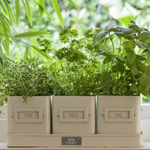 Enamel Herb Planters