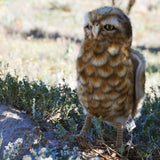 Hansa Plush Realistic Burrowing Owl has a moveable head and bendable feet.