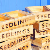 Wooden Seed Tray